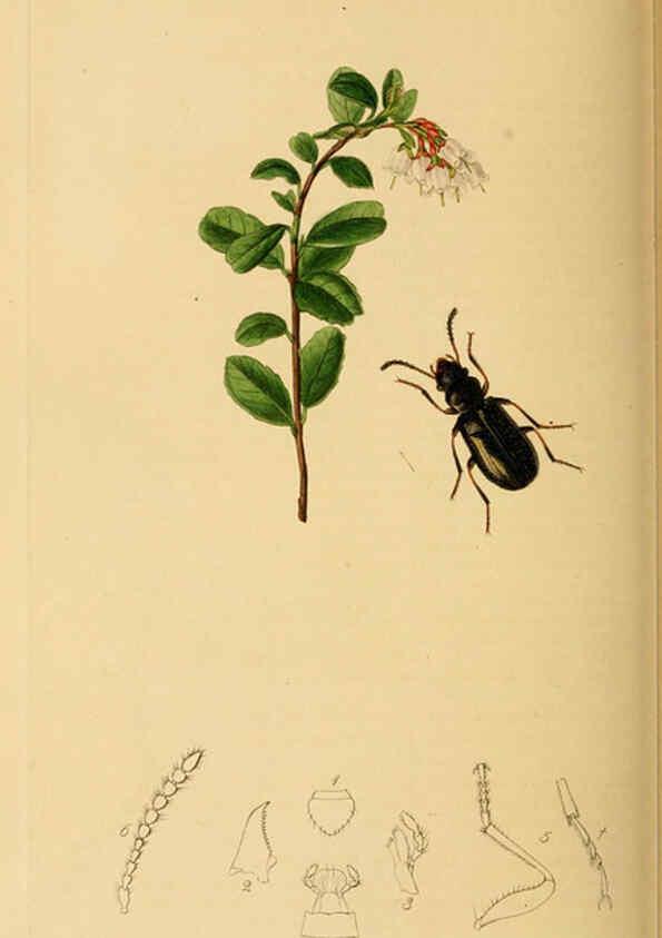 Reproducción/Reproduction 6021900817: British entomology. v.2 London,Printed for the author,1823-40