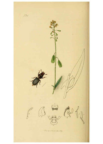 Reproducción/Reproduction 6021901239: British entomology. v.2 London,Printed for the author,1823-40