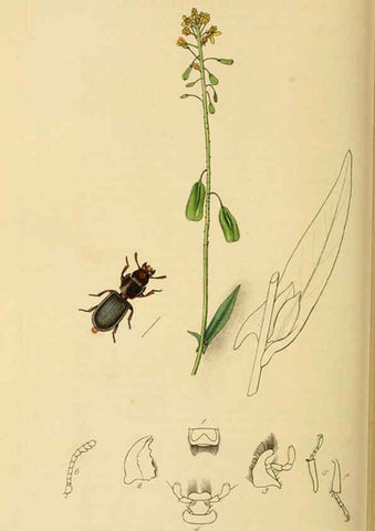 Reproducción/Reproduction 6021901239: British entomology. v.2 London,Printed for the author,1823-40