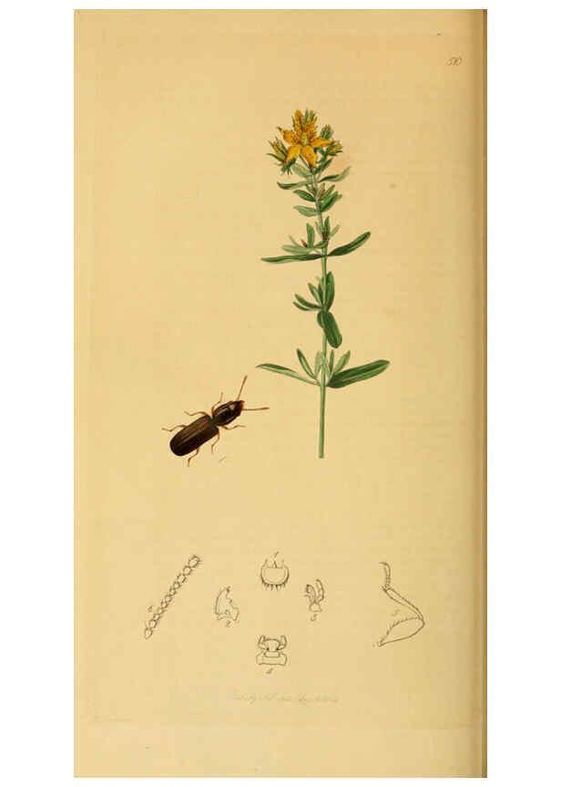 Reproducción/Reproduction 6021901649: British entomology. v.2 London,Printed for the author,1823-40