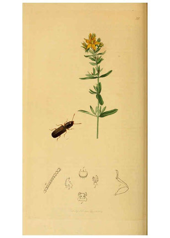 Reproducción/Reproduction 6021901649: British entomology. v.2 London,Printed for the author,1823-40