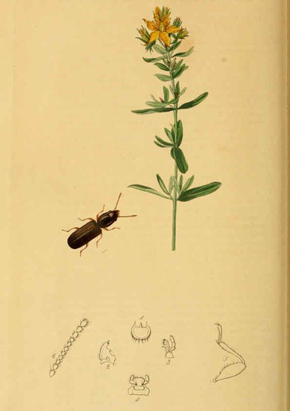 Reproducción/Reproduction 6021901649: British entomology. v.2 London,Printed for the author,1823-40