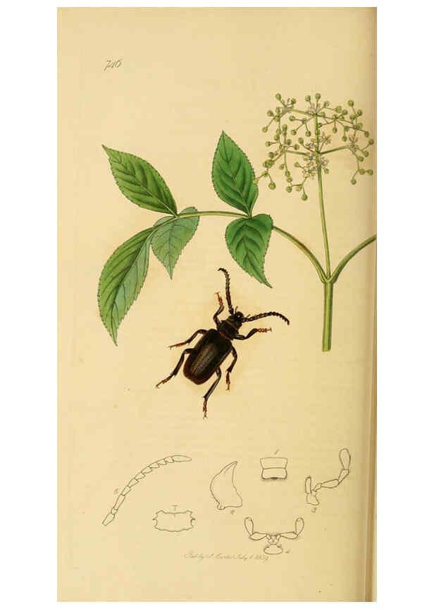 Reproducción/Reproduction 6022458812: British entomology. v.2 London,Printed for the author,1823-40