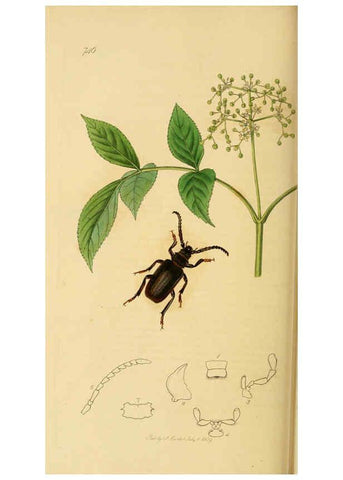 Reproducción/Reproduction 6022458812: British entomology. v.2 London,Printed for the author,1823-40