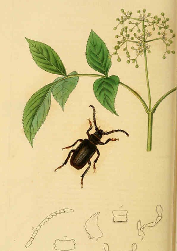 Reproducción/Reproduction 6022458812: British entomology. v.2 London,Printed for the author,1823-40