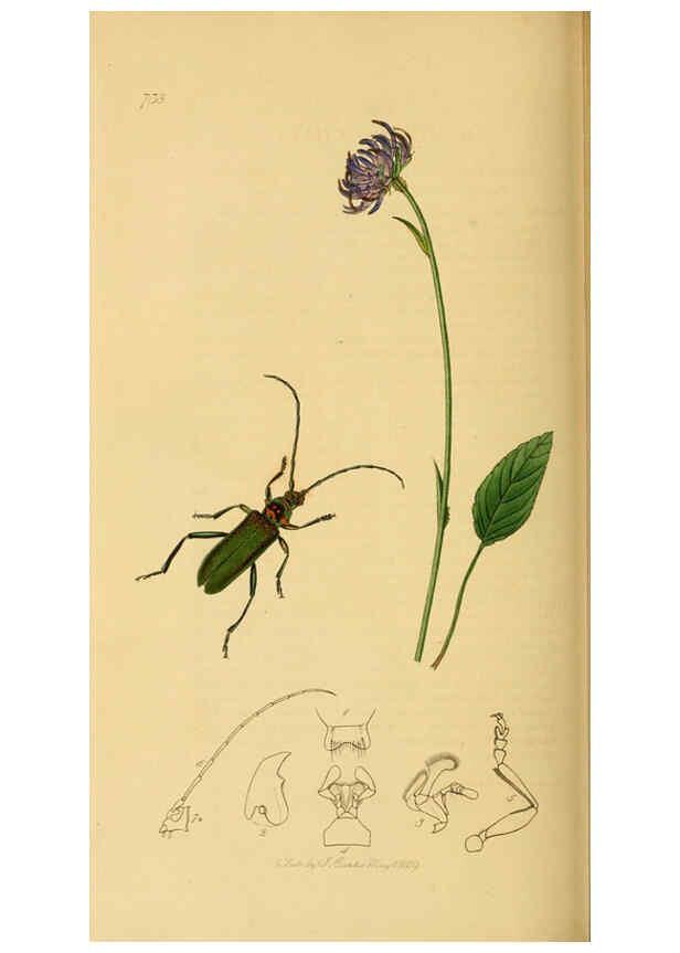 Reproducción/Reproduction 6021902371: British entomology. v.2 London,Printed for the author,1823-40
