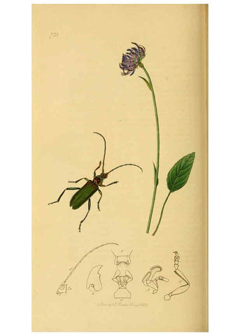Reproducción/Reproduction 6021902371: British entomology. v.2 London,Printed for the author,1823-40