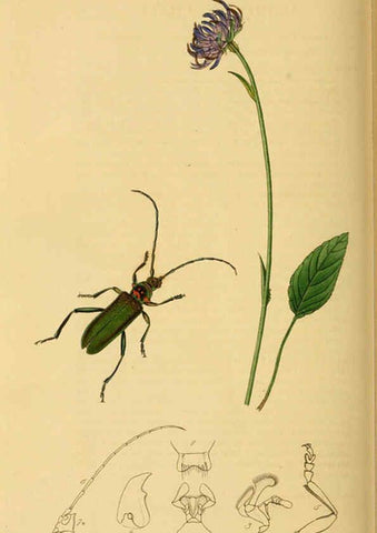 Reproducción/Reproduction 6021902371: British entomology. v.2 London,Printed for the author,1823-40