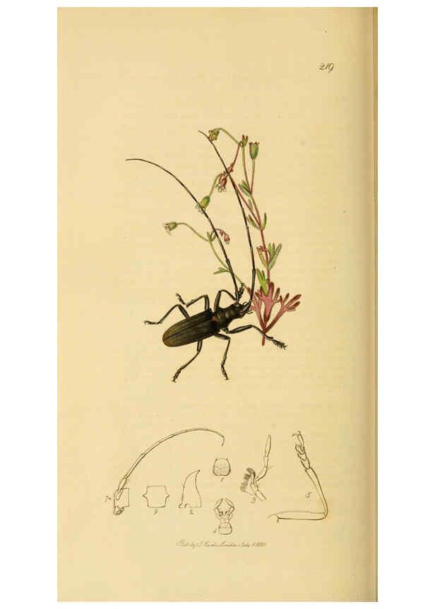 Reproducción/Reproduction 6022459644: British entomology. v.2 London,Printed for the author,1823-40