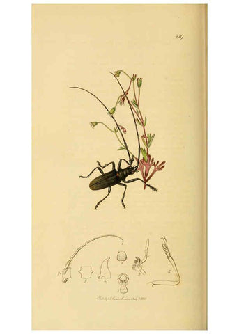 Reproducción/Reproduction 6022459644: British entomology. v.2 London,Printed for the author,1823-40