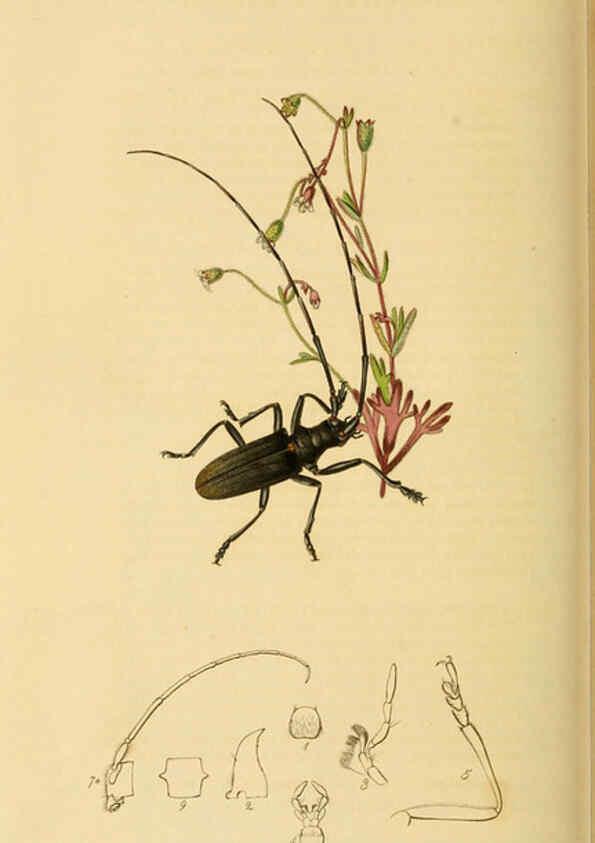 Reproducción/Reproduction 6022459644: British entomology. v.2 London,Printed for the author,1823-40