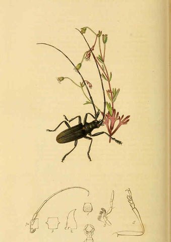 Reproducción/Reproduction 6022459644: British entomology. v.2 London,Printed for the author,1823-40