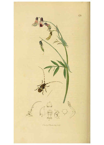 Reproducción/Reproduction 6022460048: British entomology. v.2 London,Printed for the author,1823-40