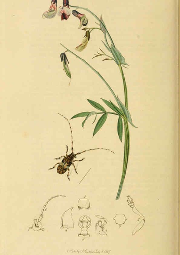Reproducción/Reproduction 6022460048: British entomology. v.2 London,Printed for the author,1823-40