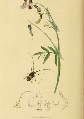 Reproducción/Reproduction 6022460048: British entomology. v.2 London,Printed for the author,1823-40