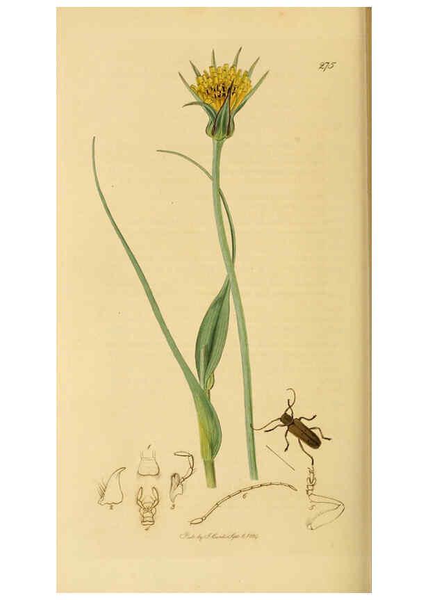 Reproducción/Reproduction 6021903859: British entomology. v.2 London,Printed for the author,1823-40