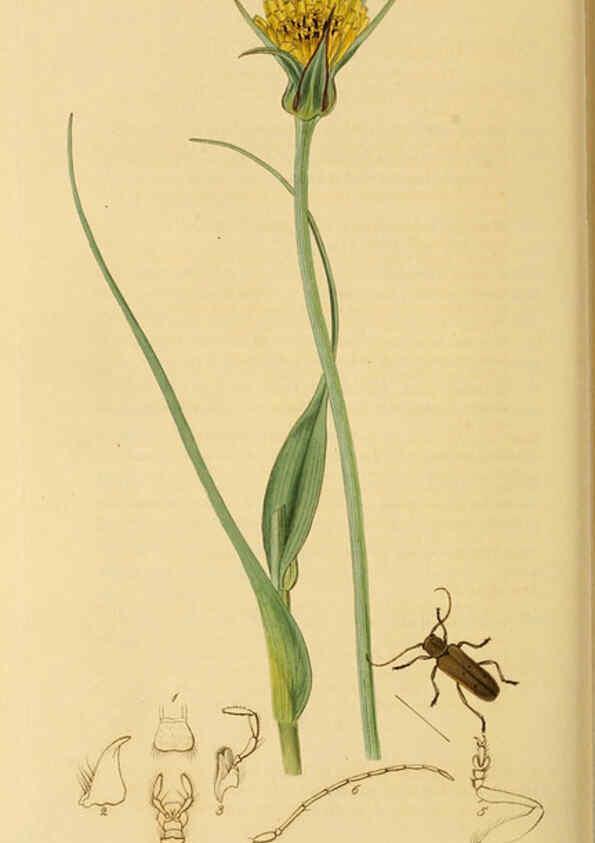 Reproducción/Reproduction 6021903859: British entomology. v.2 London,Printed for the author,1823-40