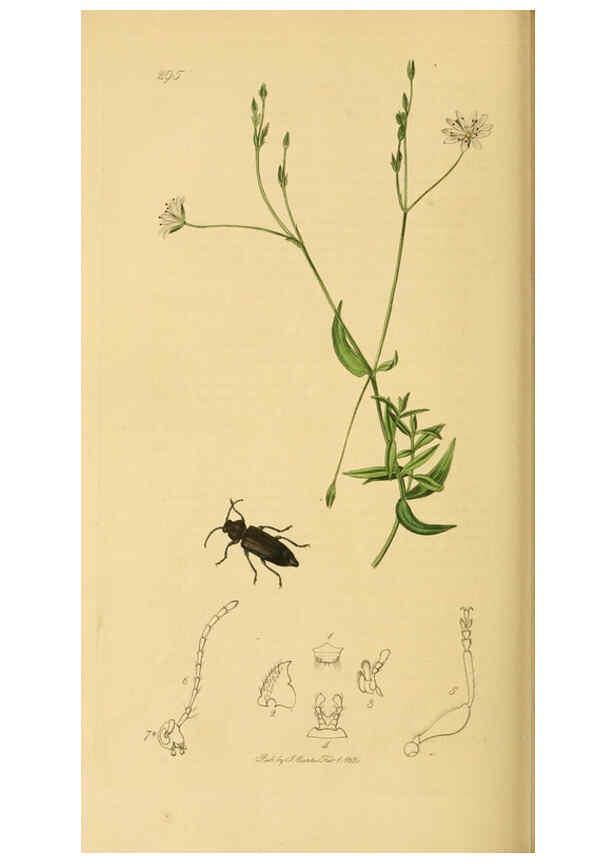 Reproducción/Reproduction 6022460934: British entomology. v.2 London,Printed for the author,1823-40