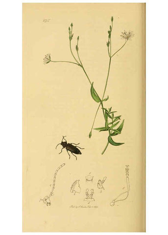 Reproducción/Reproduction 6022460934: British entomology. v.2 London,Printed for the author,1823-40