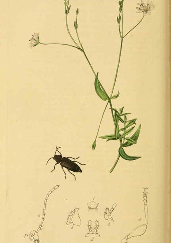 Reproducción/Reproduction 6022460934: British entomology. v.2 London,Printed for the author,1823-40