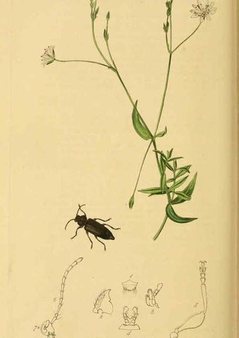 Reproducción/Reproduction 6022460934: British entomology. v.2 London,Printed for the author,1823-40