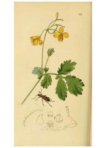 Reproducción/Reproduction 6022461352: British entomology. v.2 London,Printed for the author,1823-40