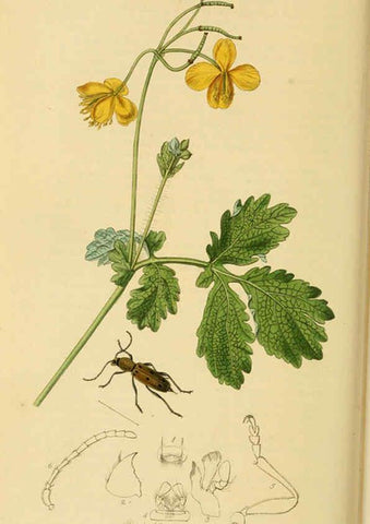 Reproducción/Reproduction 6022461352: British entomology. v.2 London,Printed for the author,1823-40