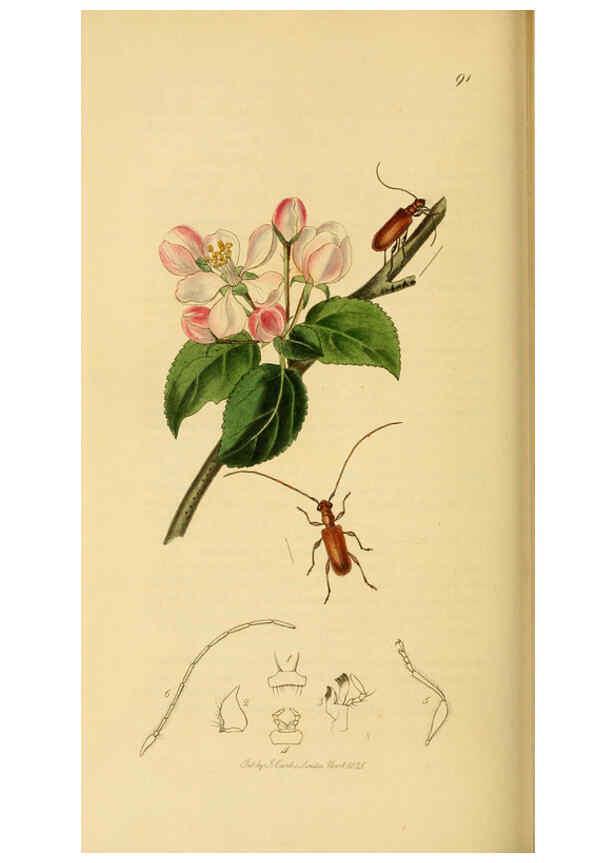 Reproducción/Reproduction 6022462046: British entomology. v.2 London,Printed for the author,1823-40