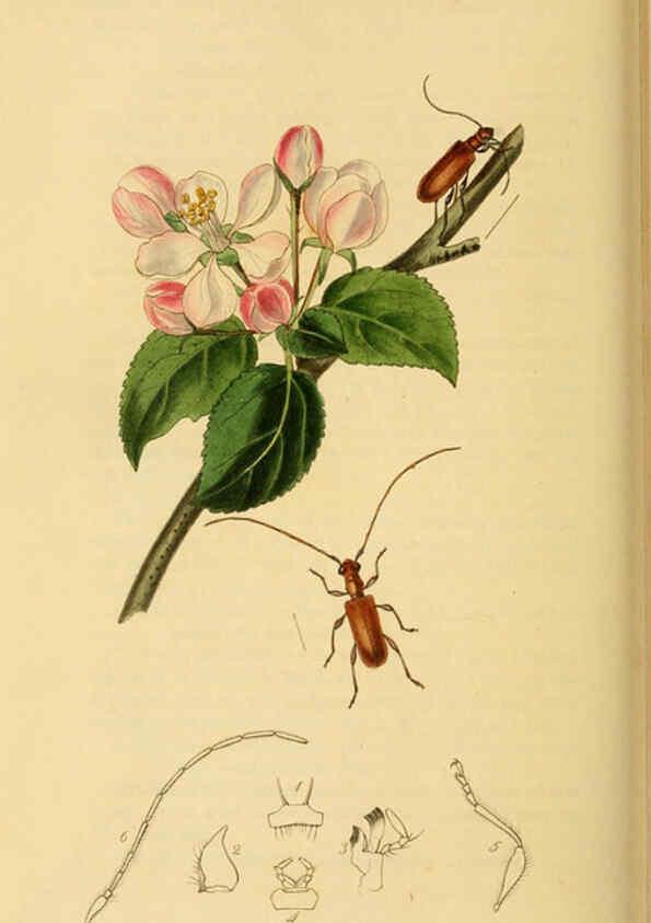 Reproducción/Reproduction 6022462046: British entomology. v.2 London,Printed for the author,1823-40