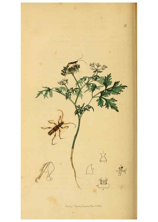Reproducción/Reproduction 6021905719: British entomology. v.2 London,Printed for the author,1823-40