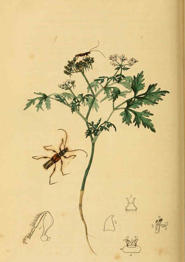 Reproducción/Reproduction 6021905719: British entomology. v.2 London,Printed for the author,1823-40