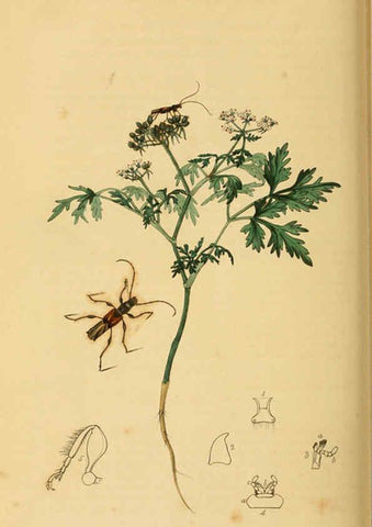 Reproducción/Reproduction 6021905719: British entomology. v.2 London,Printed for the author,1823-40