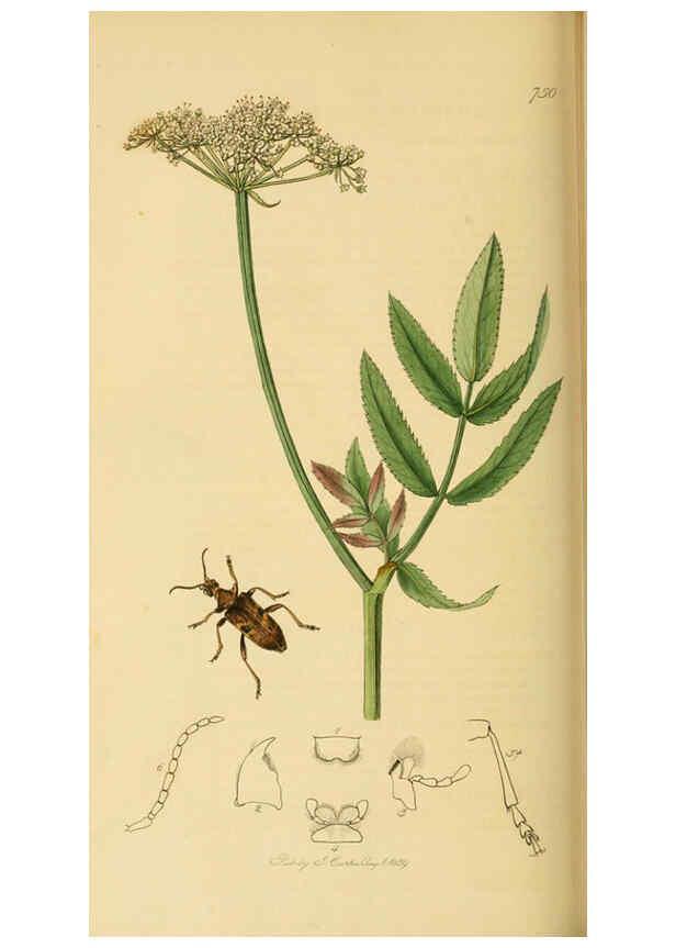 Reproducción/Reproduction 6022463014: British entomology. v.2 London,Printed for the author,1823-40