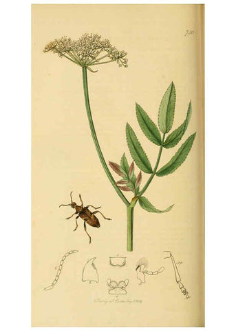 Reproducción/Reproduction 6022463014: British entomology. v.2 London,Printed for the author,1823-40