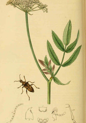 Reproducción/Reproduction 6022463014: British entomology. v.2 London,Printed for the author,1823-40
