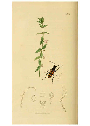 Reproducción/Reproduction 6022463396: British entomology. v.2 London,Printed for the author,1823-40
