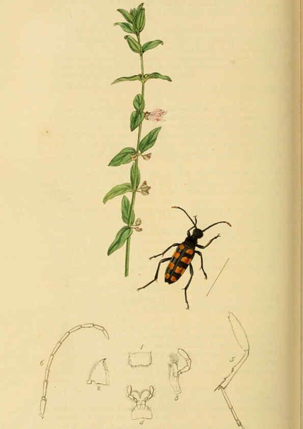 Reproducción/Reproduction 6022463396: British entomology. v.2 London,Printed for the author,1823-40