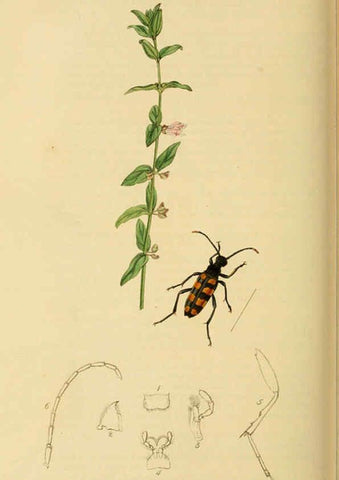 Reproducción/Reproduction 6022463396: British entomology. v.2 London,Printed for the author,1823-40