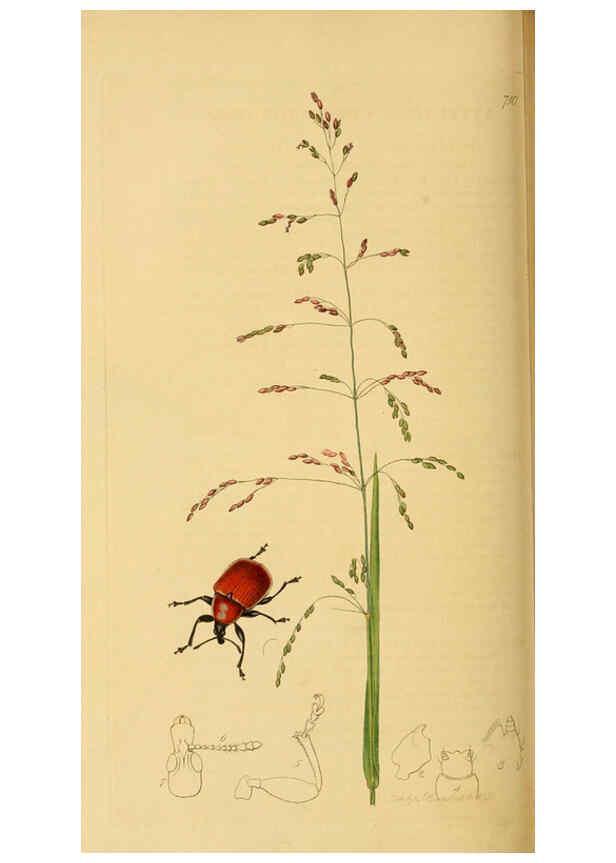 Reproducción/Reproduction 6022456334: British entomology. v.2 London,Printed for the author,1823-40