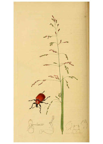 Reproducción/Reproduction 6022456334: British entomology. v.2 London,Printed for the author,1823-40