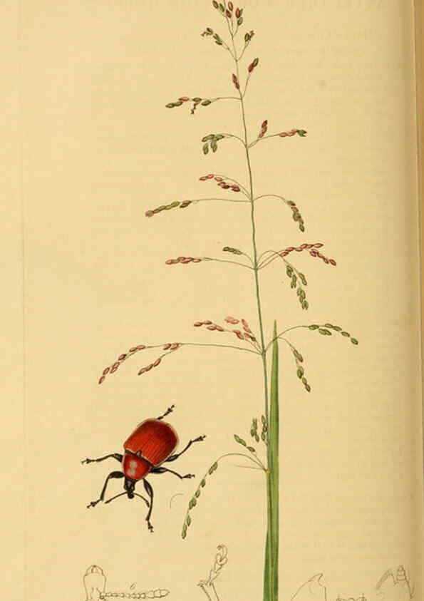 Reproducción/Reproduction 6022456334: British entomology. v.2 London,Printed for the author,1823-40