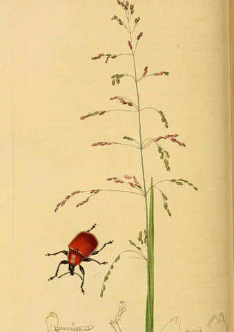 Reproducción/Reproduction 6022456334: British entomology. v.2 London,Printed for the author,1823-40