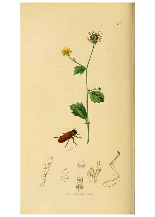 Reproducción/Reproduction 6022447054: British entomology. v.2 London,Printed for the author,1823-40