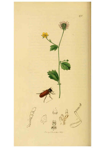 Reproducción/Reproduction 6022447054: British entomology. v.2 London,Printed for the author,1823-40