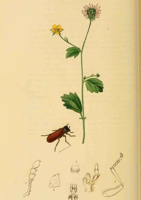Reproducción/Reproduction 6022447054: British entomology. v.2 London,Printed for the author,1823-40