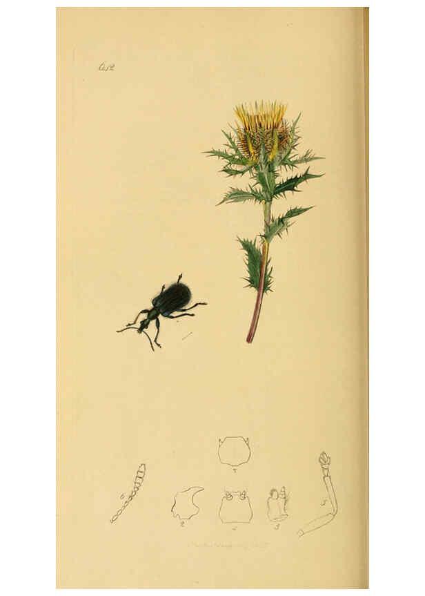 Reproducción/Reproduction 6021899339: British entomology. v.2 London,Printed for the author,1823-40