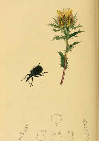Reproducción/Reproduction 6021899339: British entomology. v.2 London,Printed for the author,1823-40