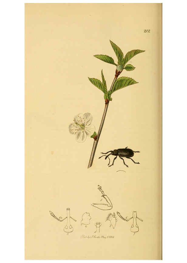 Reproducción/Reproduction 6022454724: British entomology. v.2 London,Printed for the author,1823-40