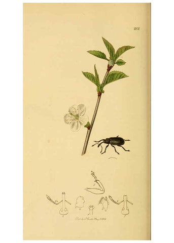Reproducción/Reproduction 6022454724: British entomology. v.2 London,Printed for the author,1823-40