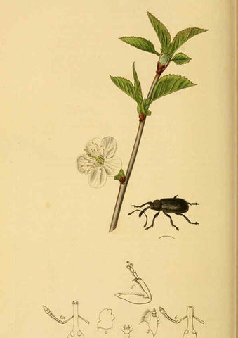 Reproducción/Reproduction 6022454724: British entomology. v.2 London,Printed for the author,1823-40